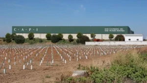 Aceite de oliva (CAPI)